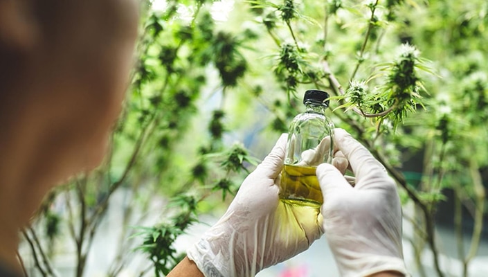 Jak vybrat CBD olej resp. kapky?