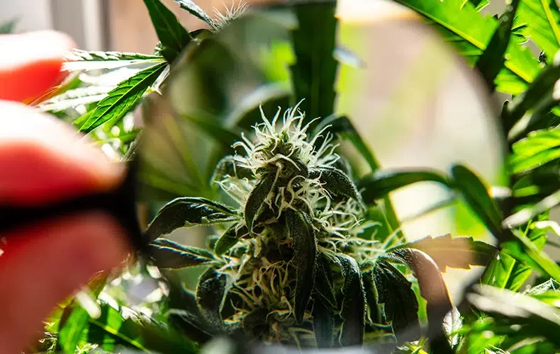 Rozdiel medzi CBD (cannabidiol) a CBG (cannabigerol)