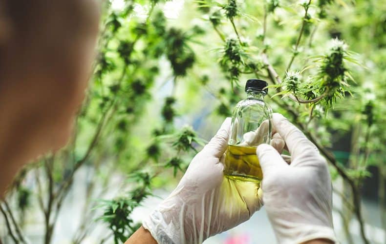 ako vybrat cbd olej resp kvapky